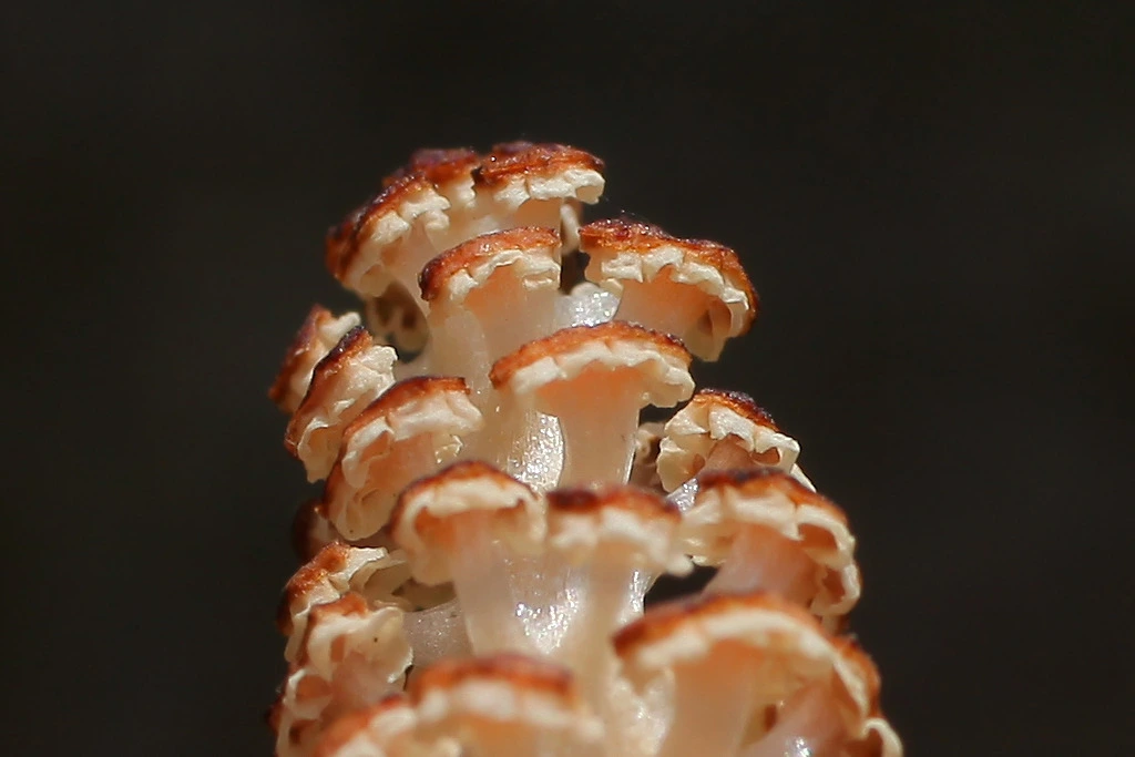 img.jpg?credential=yqXZFxpELC7KVnFOS48ylbz2pIh7yKj8&expires=1761922799&allow_ip=&allow_referer=&signature=Z4pfERMX1QFUZ9rRyz8%2BLNJj%2B24%3D