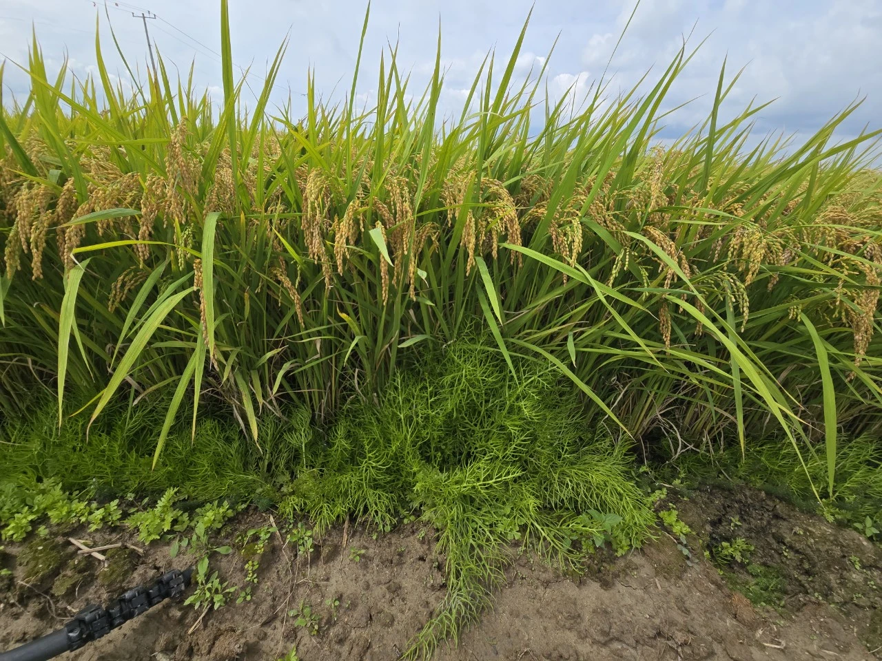 img.jpg?credential=yqXZFxpELC7KVnFOS48ylbz2pIh7yKj8&expires=1764514799&allow_ip=&allow_referer=&signature=4daXgQyakl9058x%2FKtvnyN9Ichs%3D