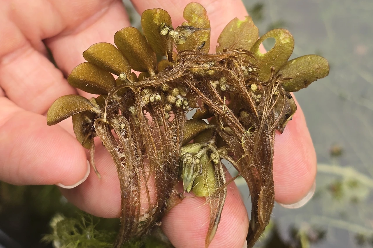 img.jpg?credential=yqXZFxpELC7KVnFOS48ylbz2pIh7yKj8&expires=1764514799&allow_ip=&allow_referer=&signature=do7DqiB%2FJetVlasbXHRTAlLFYeI%3D