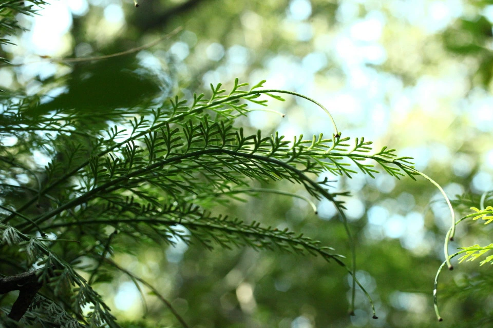 img.jpg?credential=yqXZFxpELC7KVnFOS48ylbz2pIh7yKj8&expires=1756652399&allow_ip=&allow_referer=&signature=cg160npfndha8KaiycmEJEk2Ycs%3D