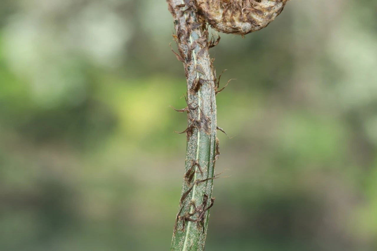 tfile.jpg?credential=yqXZFxpELC7KVnFOS48ylbz2pIh7yKj8&expires=1767193199&allow_ip=&allow_referer=&signature=rR28IT2zbFgOdN%2FkYF2okNds2nM%3D