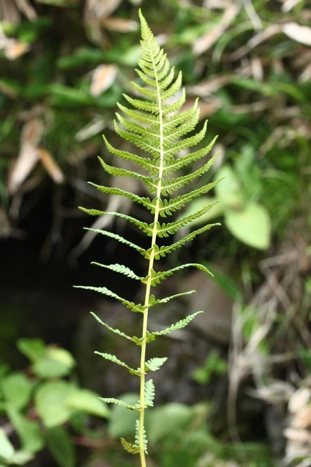 img.jpg?credential=yqXZFxpELC7KVnFOS48ylbz2pIh7yKj8&expires=1764514799&allow_ip=&allow_referer=&signature=osG1t3fSqOttjbjJSoTX6p3hT%2B8%3D