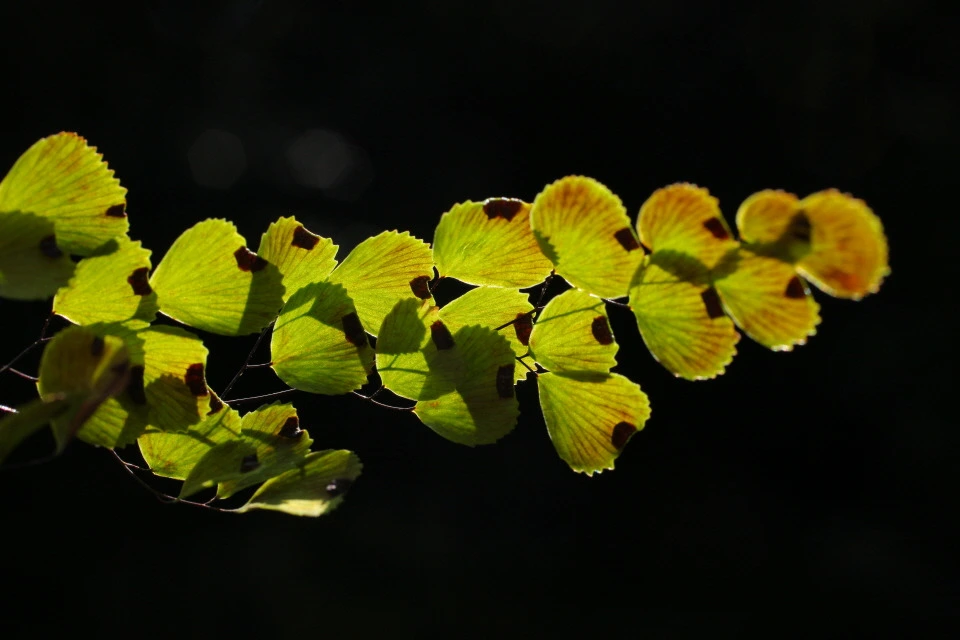 img.jpg?credential=yqXZFxpELC7KVnFOS48ylbz2pIh7yKj8&expires=1767193199&allow_ip=&allow_referer=&signature=VUs2T0FQ6ALxY9ipQVobX19XnqM%3D