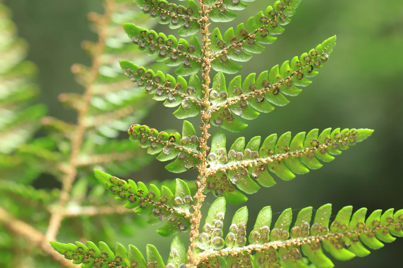 img.jpg?credential=yqXZFxpELC7KVnFOS48ylbz2pIh7yKj8&expires=1759244399&allow_ip=&allow_referer=&signature=SB8D2IE1%2Fg71lcTdv6sDqIqTmOM%3D