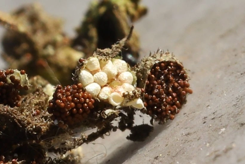 img.jpg?credential=yqXZFxpELC7KVnFOS48ylbz2pIh7yKj8&expires=1764514799&allow_ip=&allow_referer=&signature=ZDgCePI8Z8rGGZQjtgzPvE8OkeQ%3D