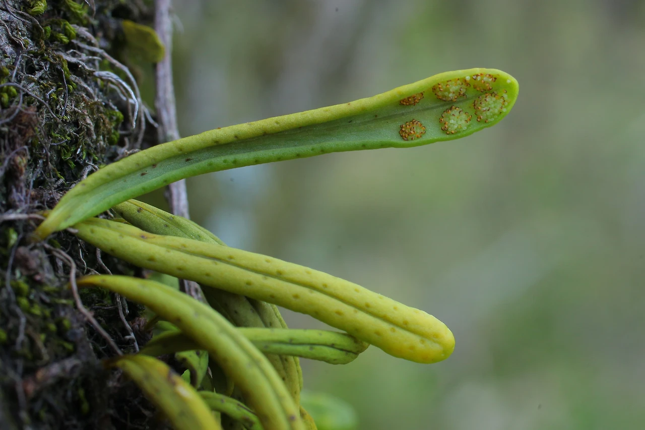 img.jpg?credential=yqXZFxpELC7KVnFOS48ylbz2pIh7yKj8&expires=1764514799&allow_ip=&allow_referer=&signature=gK7sZJFeOl%2BHx%2BihCw2VHj1Zr0A%3D