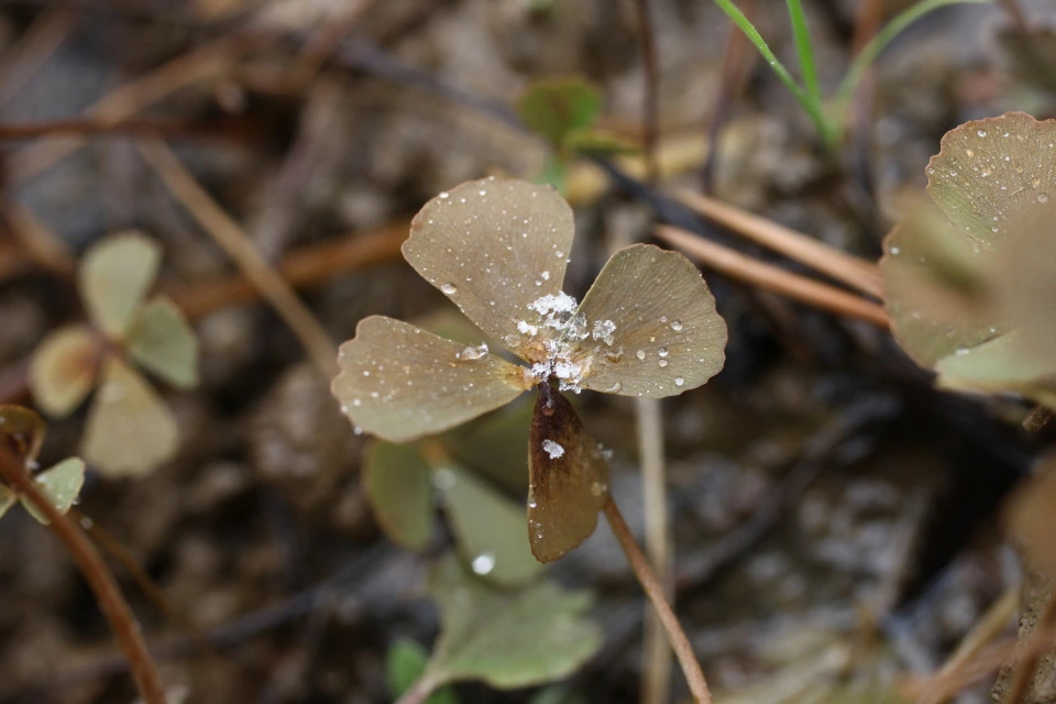 img.jpg?credential=yqXZFxpELC7KVnFOS48ylbz2pIh7yKj8&expires=1750737599&allow_ip=&allow_referer=&signature=ce6KGW%2BV2tcvTJKTWtEoNBMUcxI%3D