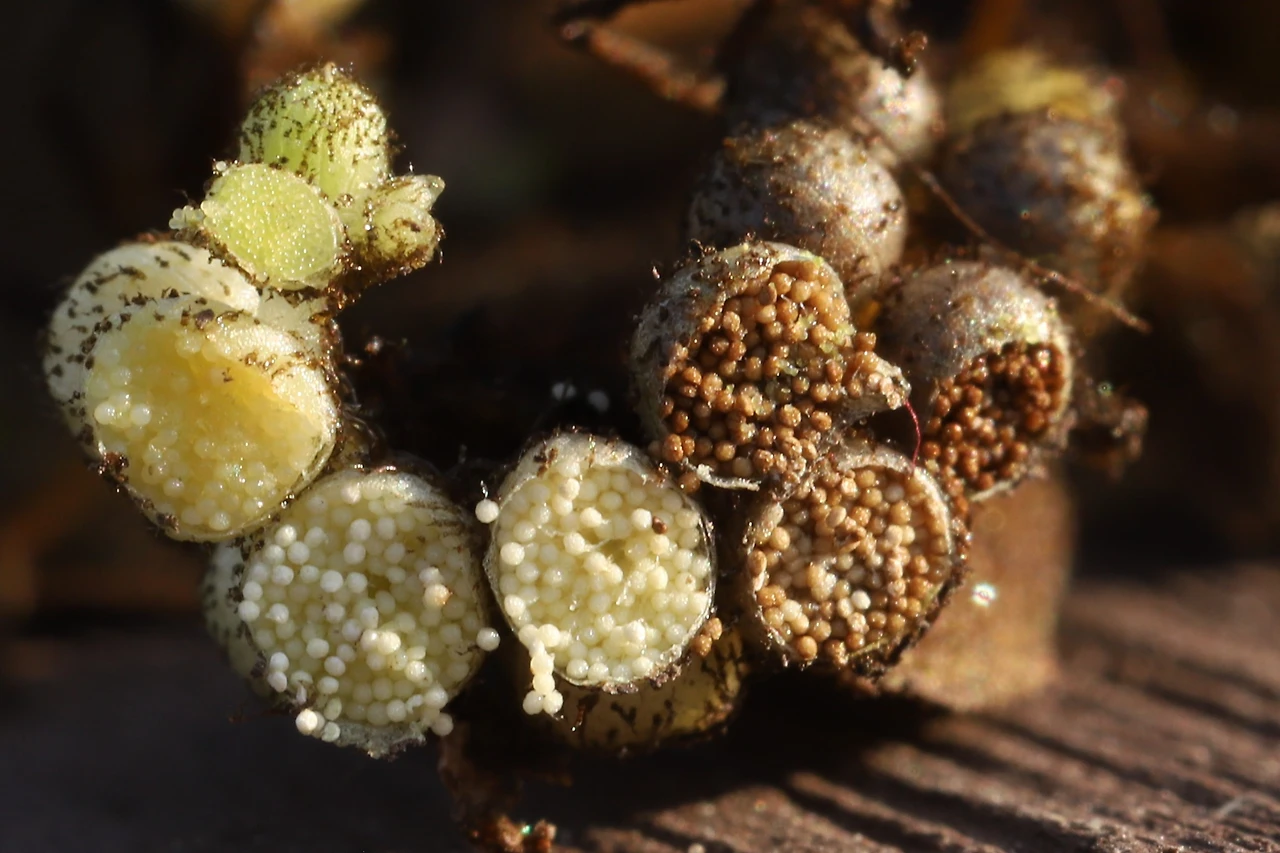 img.jpg?credential=yqXZFxpELC7KVnFOS48ylbz2pIh7yKj8&expires=1764514799&allow_ip=&allow_referer=&signature=fKjMbpSC19mD7HU0jwuIyHpnUy8%3D