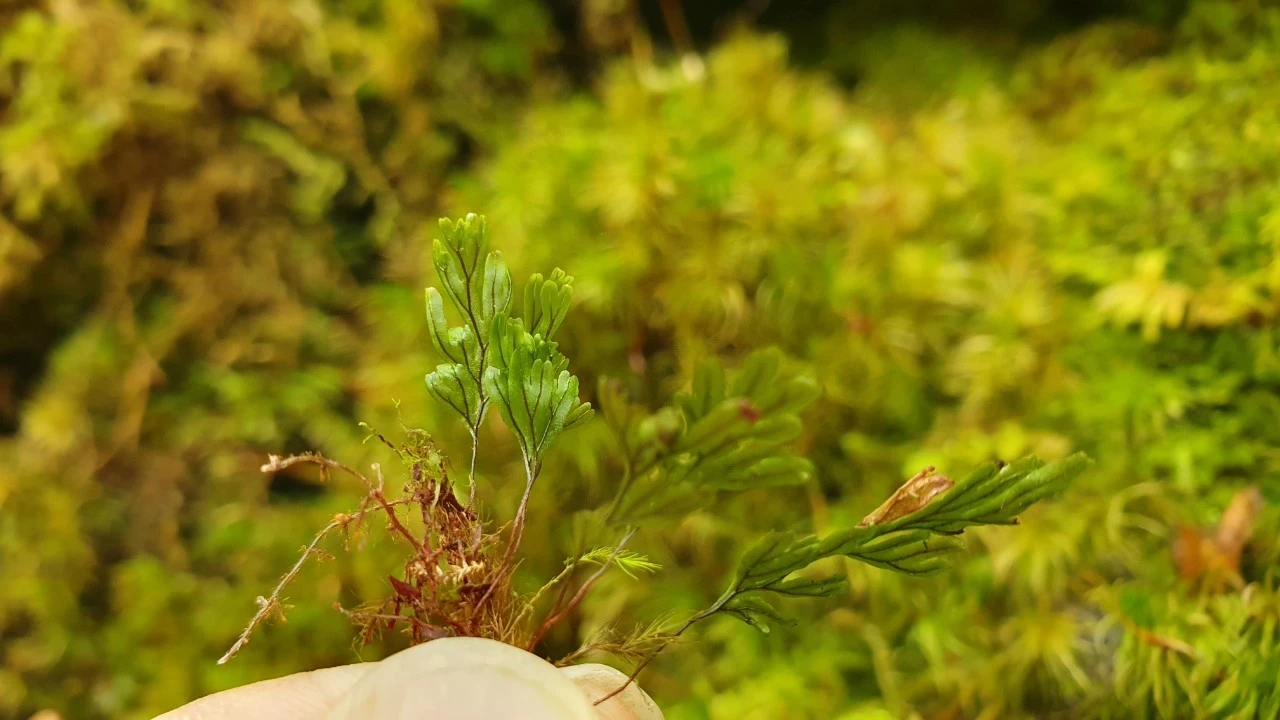 img.jpg?credential=yqXZFxpELC7KVnFOS48ylbz2pIh7yKj8&expires=1750737599&allow_ip=&allow_referer=&signature=6dAeClr%2Bt%2FnfqM%2BtUopKpll4dj8%3D