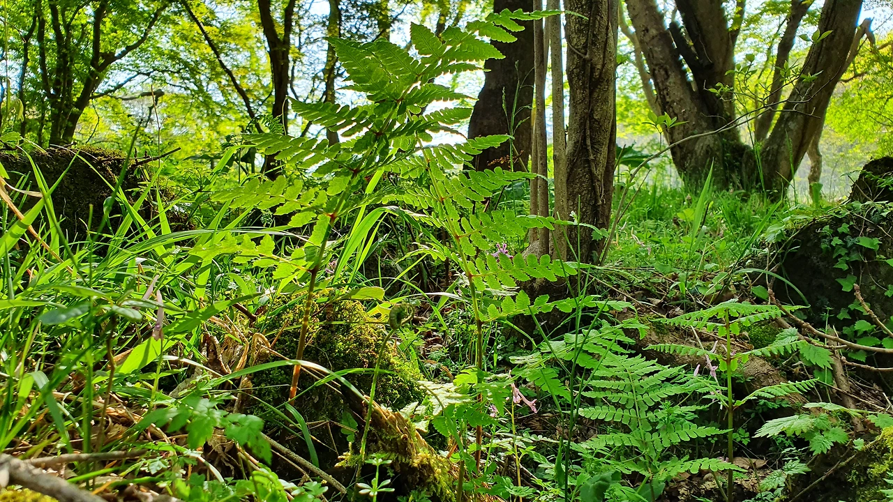 img.jpg?credential=yqXZFxpELC7KVnFOS48ylbz2pIh7yKj8&expires=1767193199&allow_ip=&allow_referer=&signature=W3RIUUwRE%2FLHS404E3BkB1VNvC4%3D