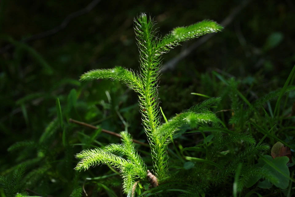 img.jpg?credential=yqXZFxpELC7KVnFOS48ylbz2pIh7yKj8&expires=1759244399&allow_ip=&allow_referer=&signature=7FoMs%2FVA1S3cGDAD0yhcDfnzXLA%3D