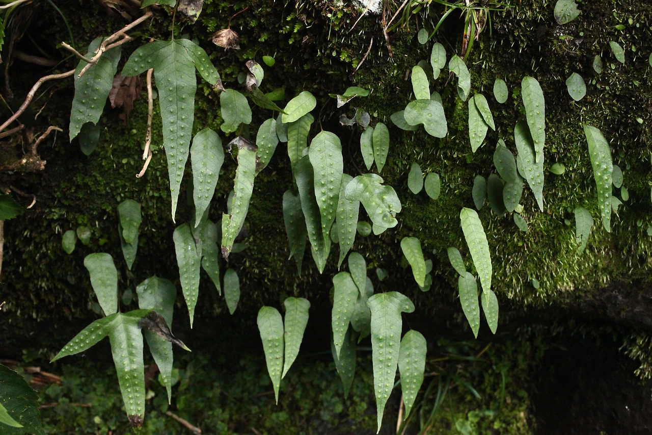 img.jpg?credential=yqXZFxpELC7KVnFOS48ylbz2pIh7yKj8&expires=1767193199&allow_ip=&allow_referer=&signature=8tkyzxL%2FSeTUOwplhtxsC%2Bzf3Ho%3D