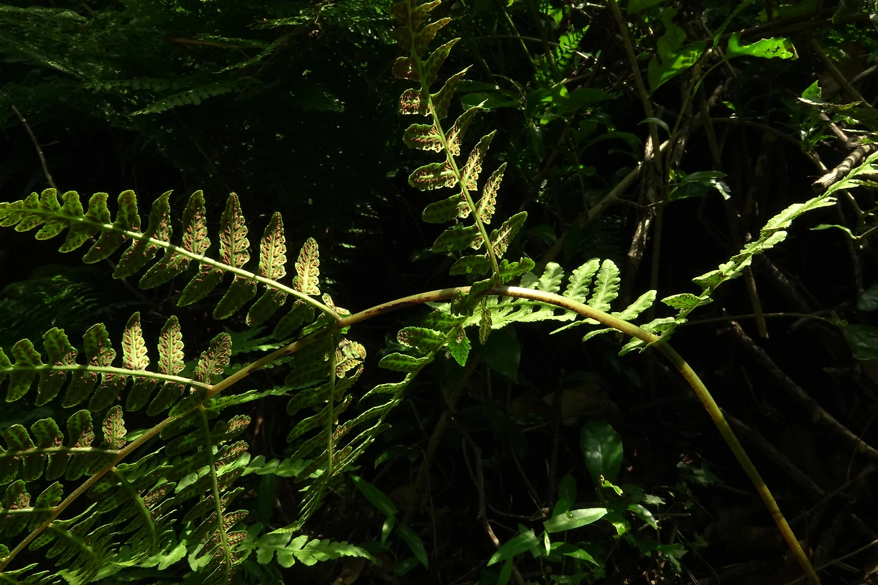 img.jpg?credential=yqXZFxpELC7KVnFOS48ylbz2pIh7yKj8&expires=1767193199&allow_ip=&allow_referer=&signature=co4bEe089Krw9mn3enZGJylpPQk%3D