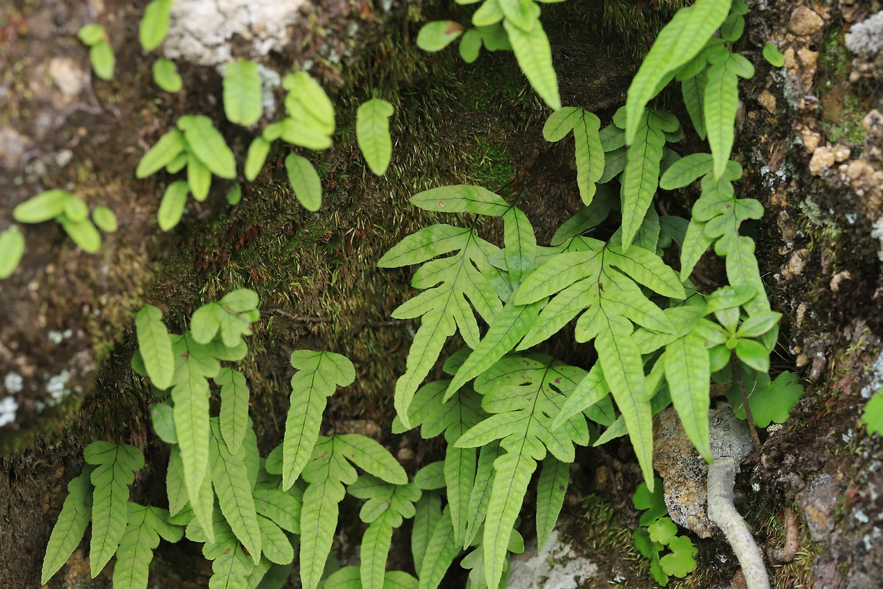 img.jpg?credential=yqXZFxpELC7KVnFOS48ylbz2pIh7yKj8&expires=1767193199&allow_ip=&allow_referer=&signature=2mfr%2FamHsifssFbMwrHhVcOuUDI%3D