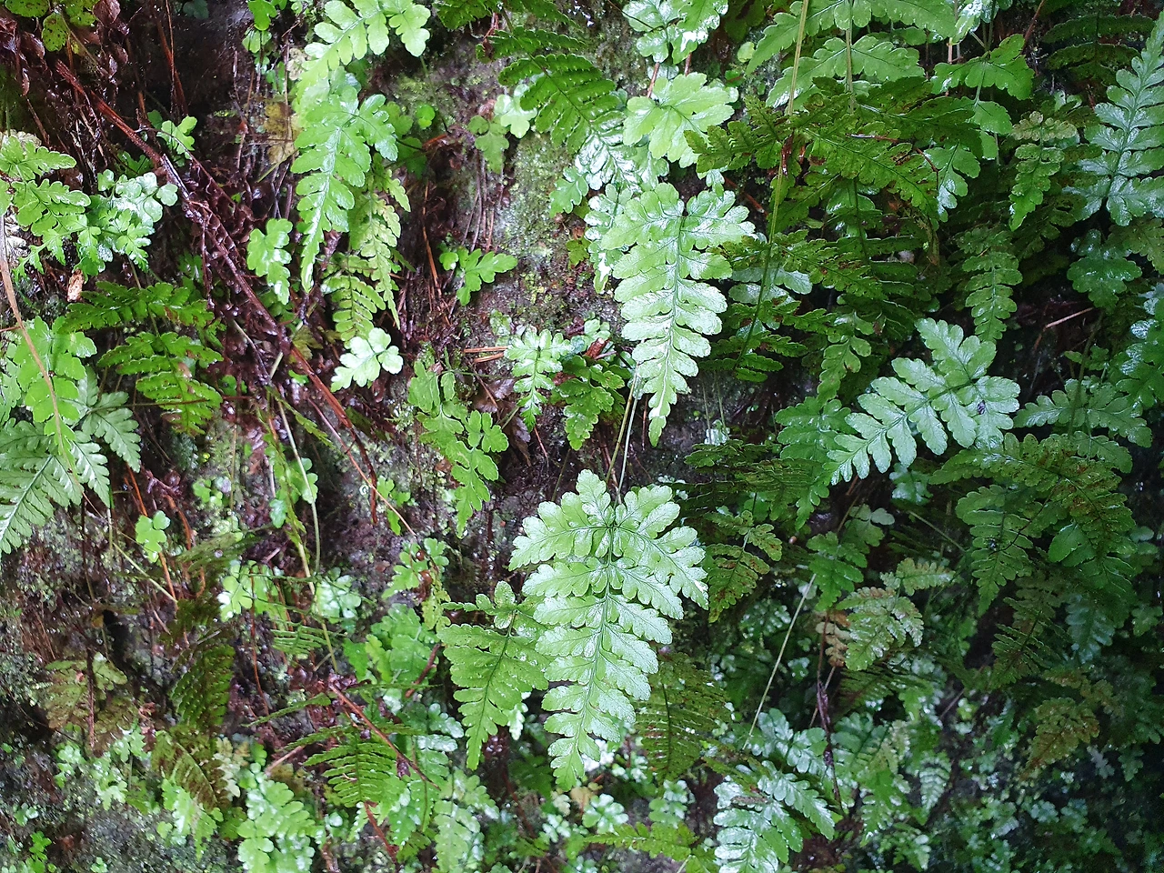 img.jpg?credential=yqXZFxpELC7KVnFOS48ylbz2pIh7yKj8&expires=1769871599&allow_ip=&allow_referer=&signature=11IA%2BnarMLvKsPY0HkLTPQ85oBw%3D