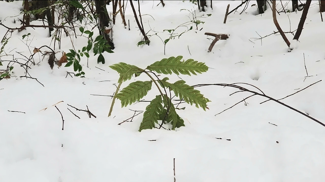 tfile.jpg?credential=yqXZFxpELC7KVnFOS48ylbz2pIh7yKj8&expires=1767193199&allow_ip=&allow_referer=&signature=C%2FwJk06K8UJ1m99oO%2BYOgOdVGuA%3D