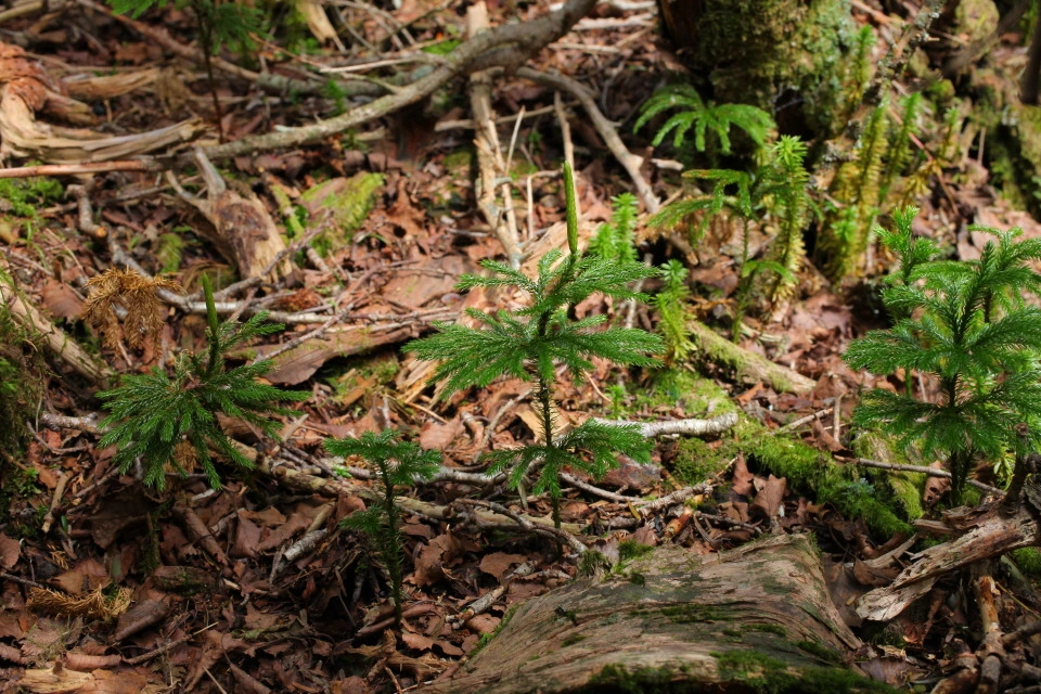 img.jpg?credential=yqXZFxpELC7KVnFOS48ylbz2pIh7yKj8&expires=1761922799&allow_ip=&allow_referer=&signature=Vd%2BgWJD%2F32F5edoExOn7sDZOIG4%3D