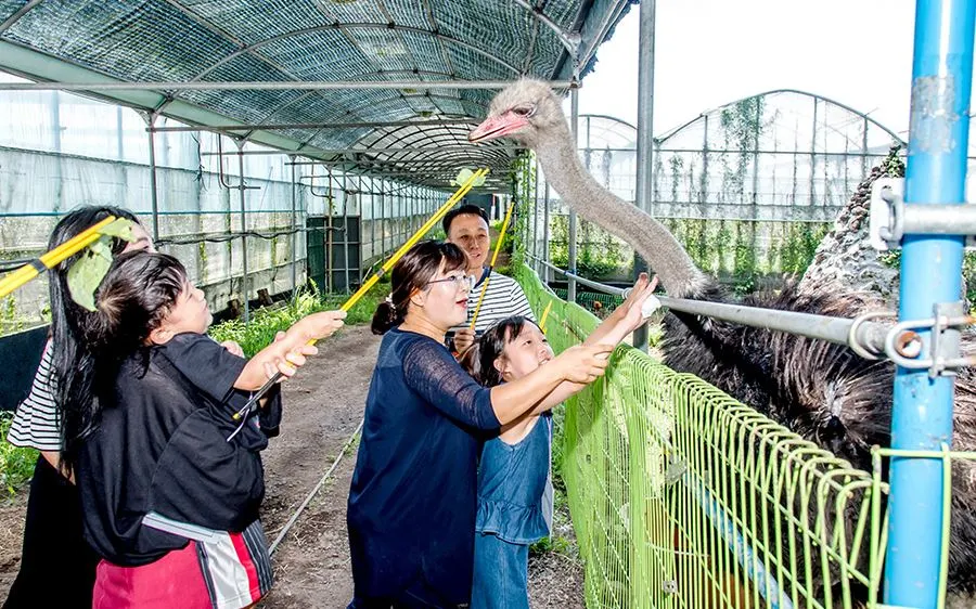 제주도-아이들과-가볼만한-체험-타조-먹이주기.JPG