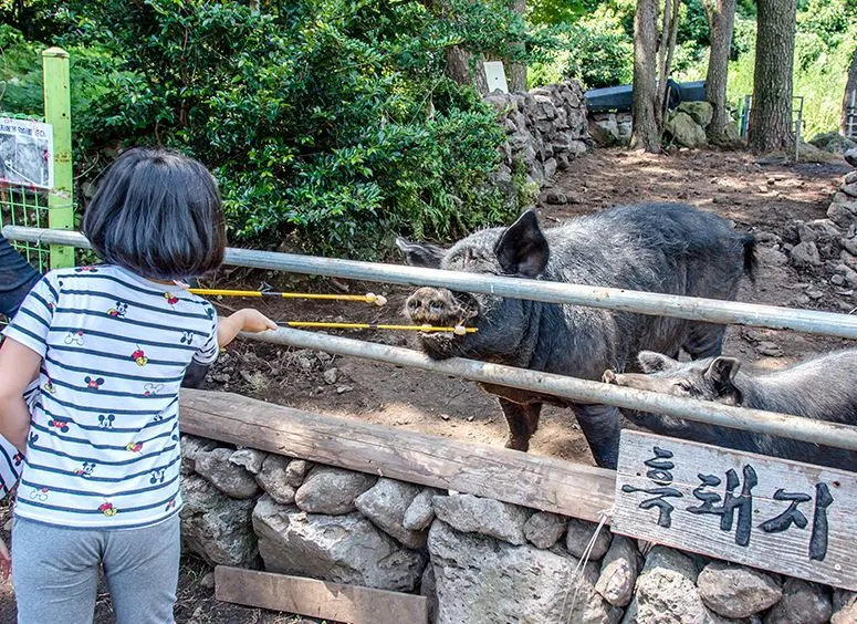 제주도-아이들과-가볼만한-체험-흑돼지.JPG