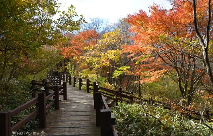 제주도-가을-여행-단풍-명소-한라생태숲.JPG