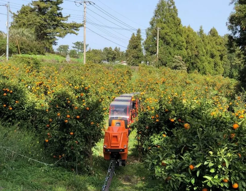 제주도-아이들과-가볼만한-놀거리-모노레일-감귤밭.JPG