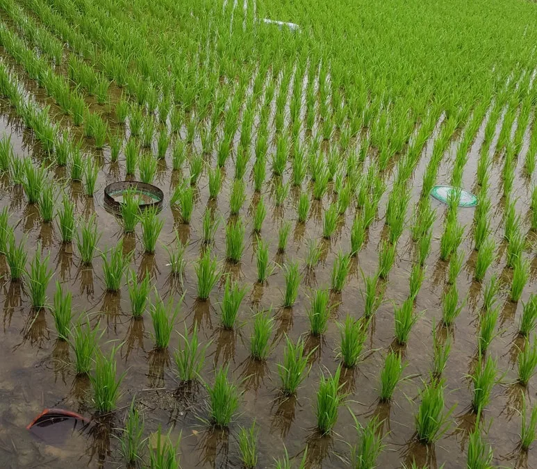 SE-4c8fb0b6-6d2e-41c9-afdf-a01ba5083e16.jpg?type=w773