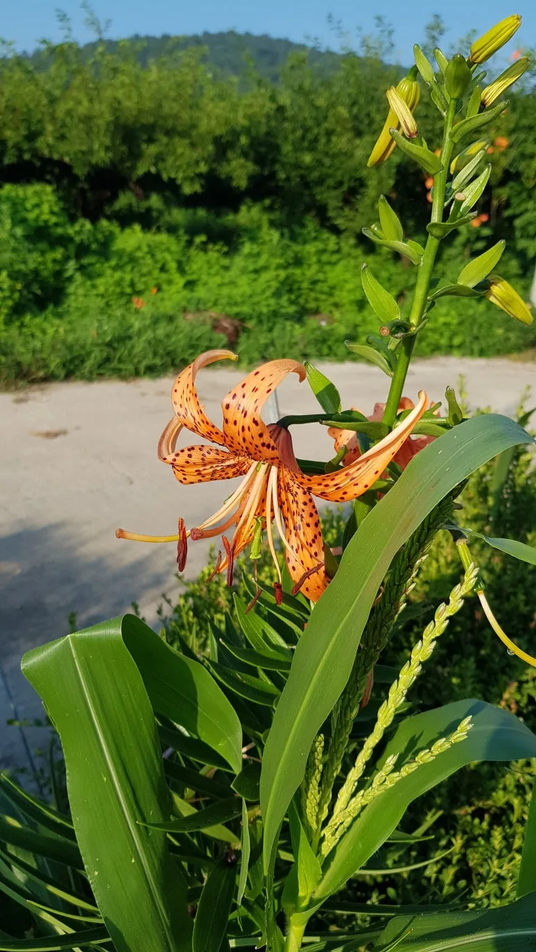 KakaoTalk_20250725_075041694.jpg?type=w773