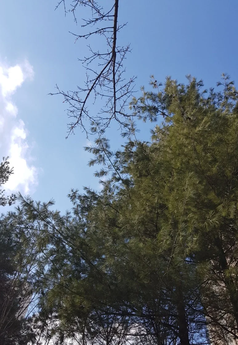 SE-6eee3fb6-c12a-47dc-abbc-94f6037e7c65.jpg?type=w773