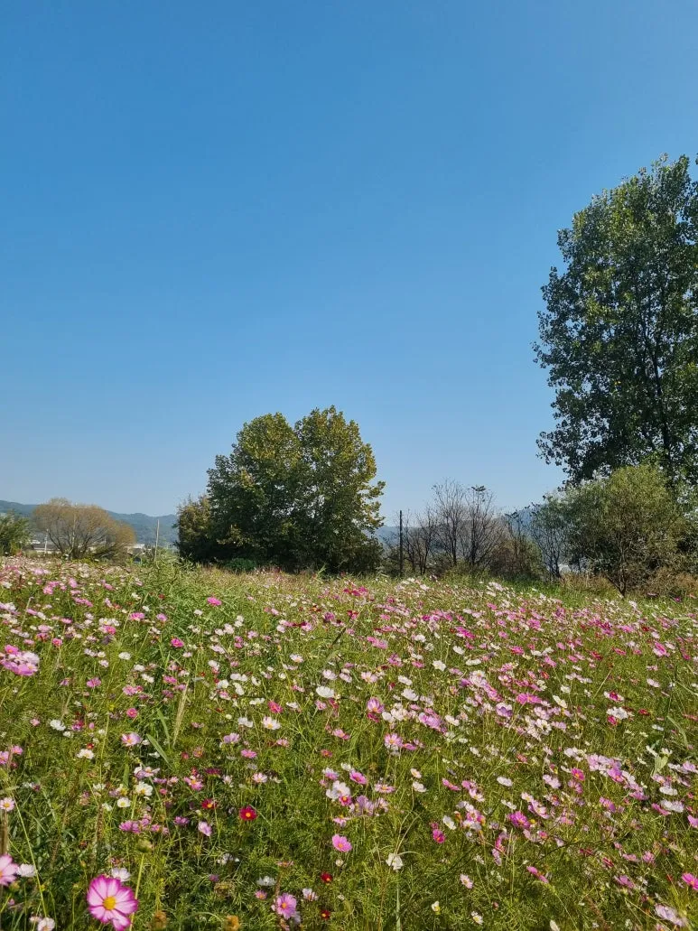 KakaoTalk_20251107_100825393.jpg?type=w773