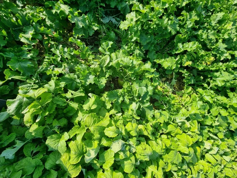 KakaoTalk_20251106_085219126.jpg?type=w773