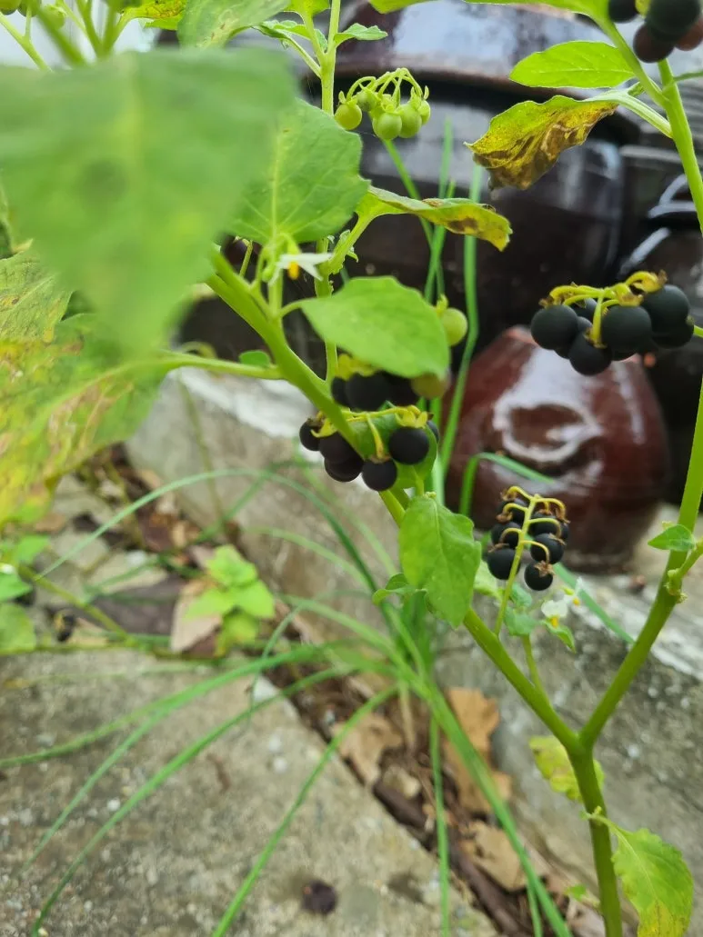 KakaoTalk_20250924_075620499.jpg?type=w773