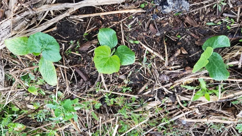 KakaoTalk_20250503_104137071.jpg?type=w773