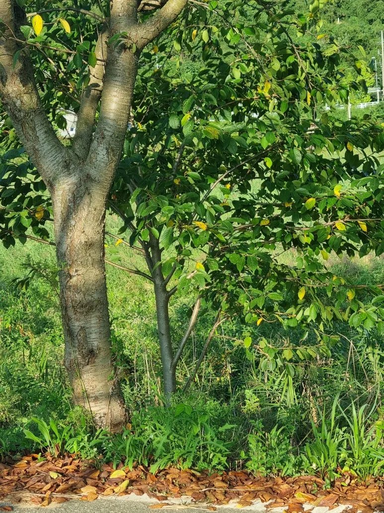 KakaoTalk_20250912_151003482.jpg?type=w773