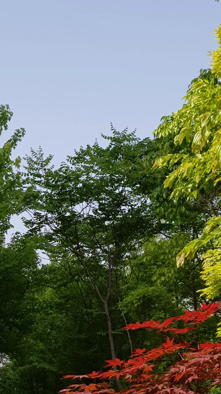 KakaoTalk_20250510_071359052.jpg?type=w773