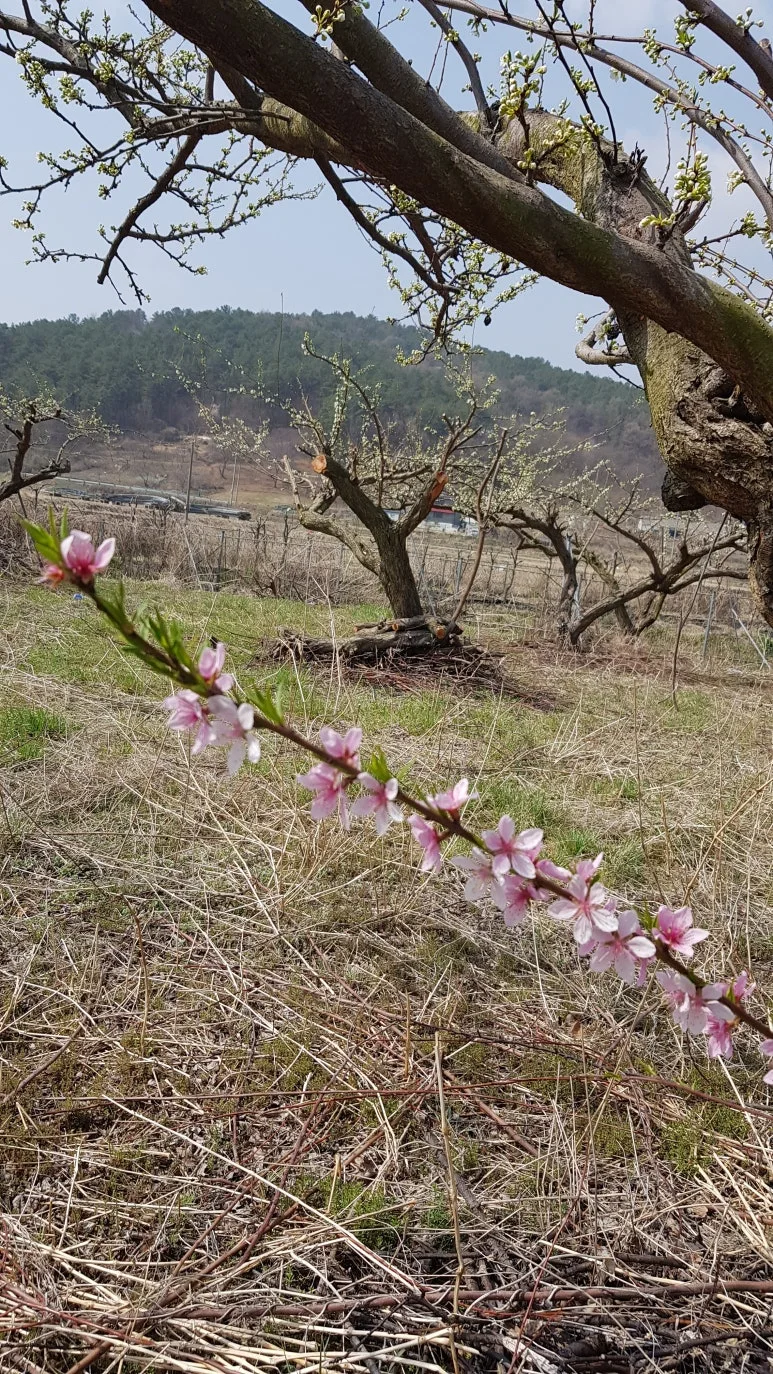 KakaoTalk_20250409_080515422.jpg?type=w773