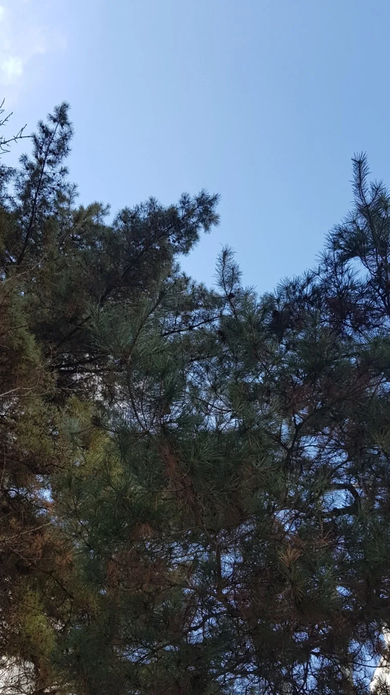 SE-a87d0e89-f6fa-4b28-b9ba-c1010d4f7110.jpg?type=w773