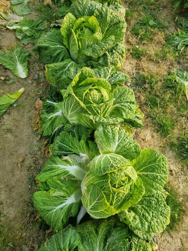 KakaoTalk_20251207_114737342.jpg?type=w773