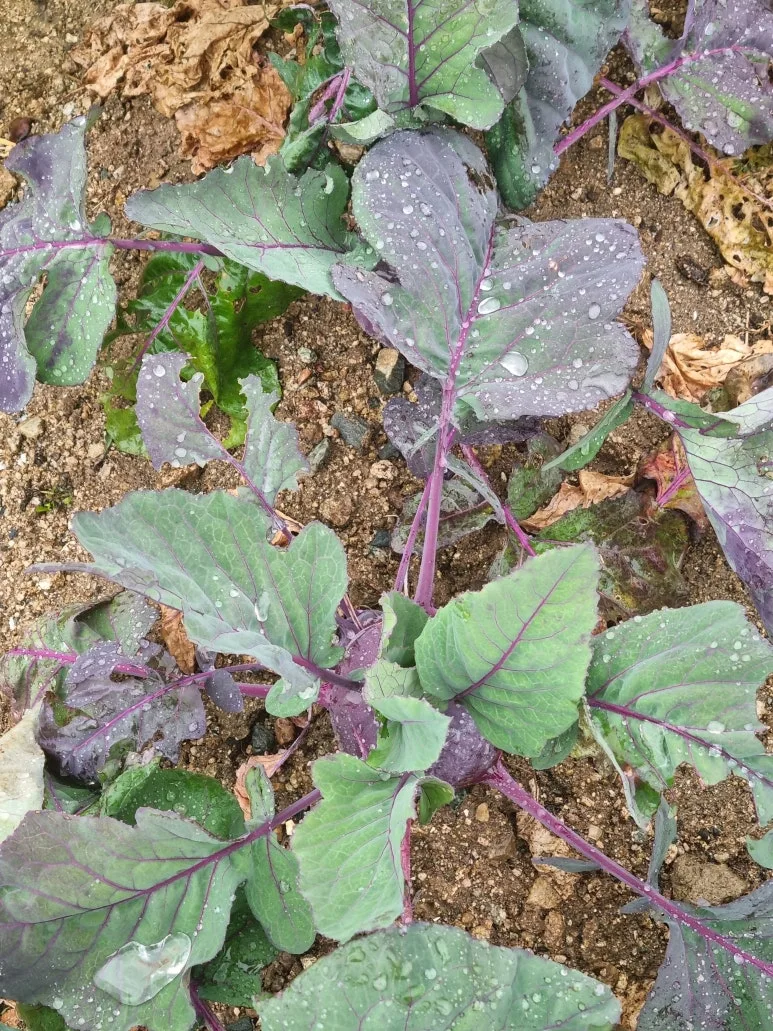 KakaoTalk_20251125_075910463.jpg?type=w773