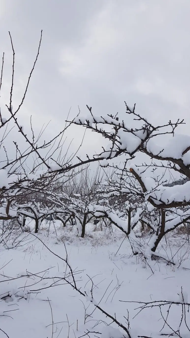 KakaoTalk_20250207_145522925.jpg?type=w773