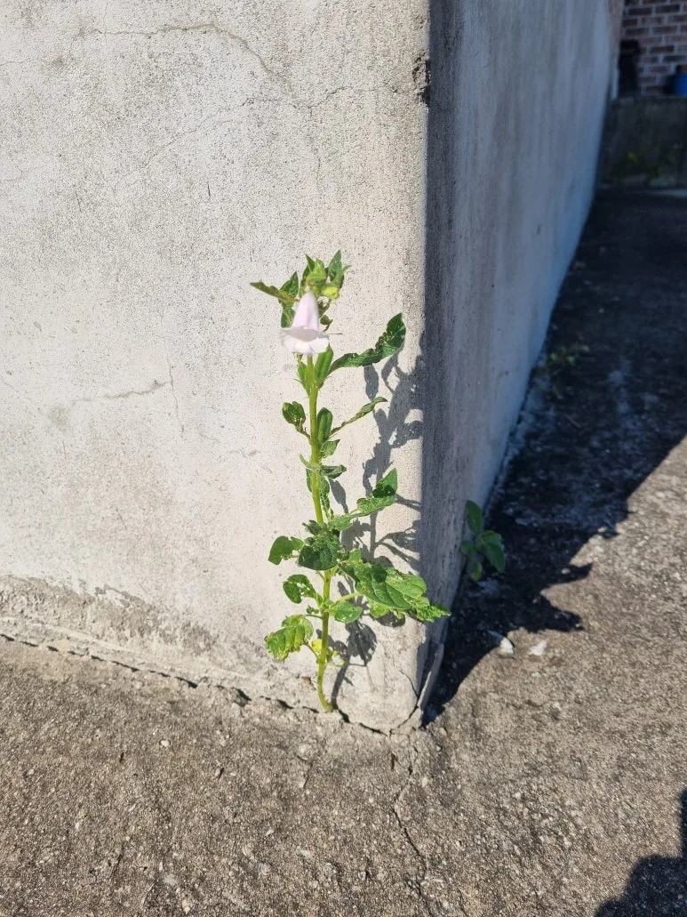 KakaoTalk_20251011_144718052.jpg?type=w773