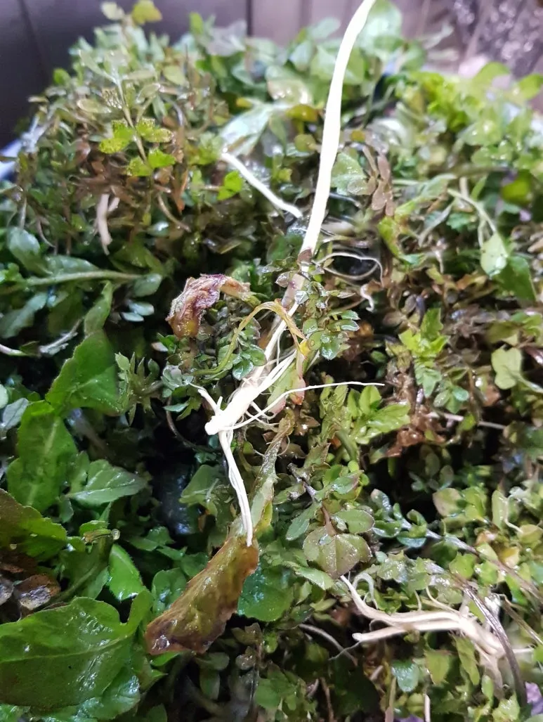 SE-bdc0f493-8b7f-46b3-9269-91d284df0987.jpg?type=w773