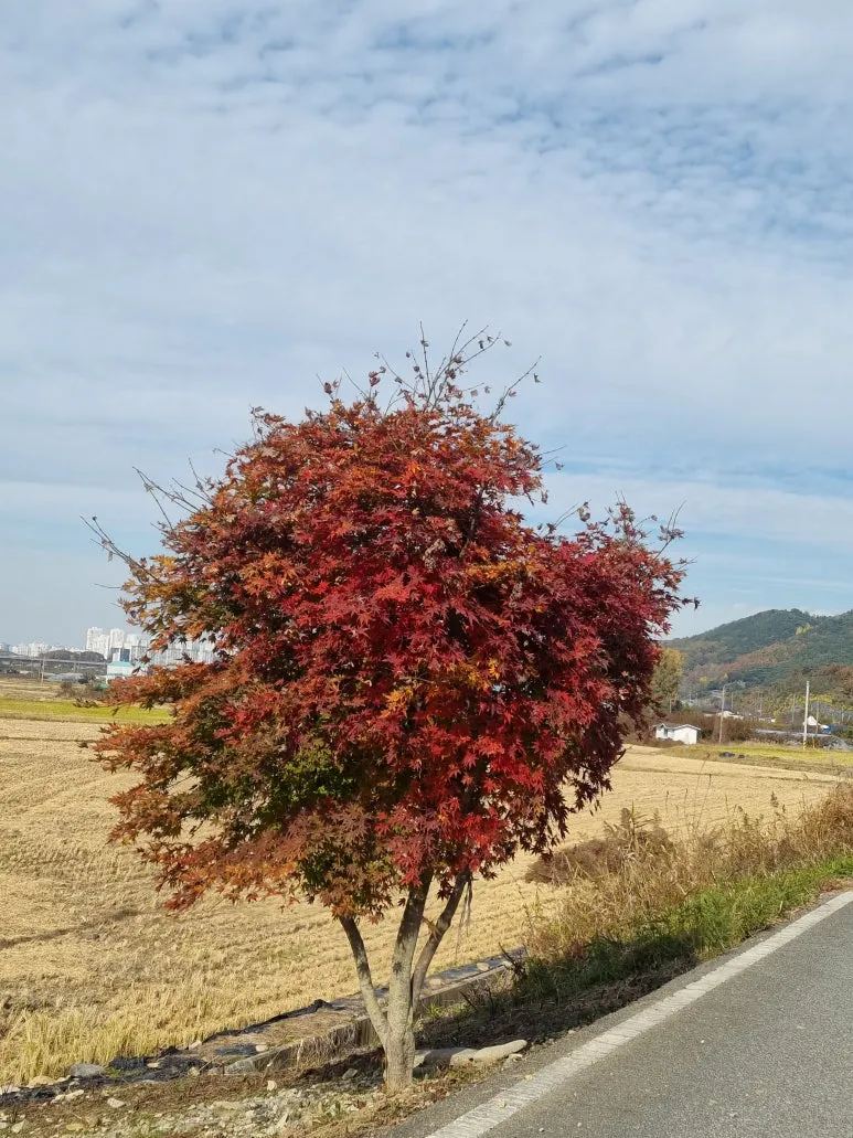 KakaoTalk_20251121_070412713.jpg?type=w773