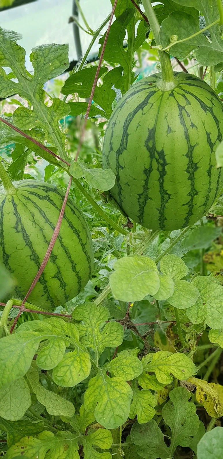 KakaoTalk_20250731_092242184.jpg?type=w773