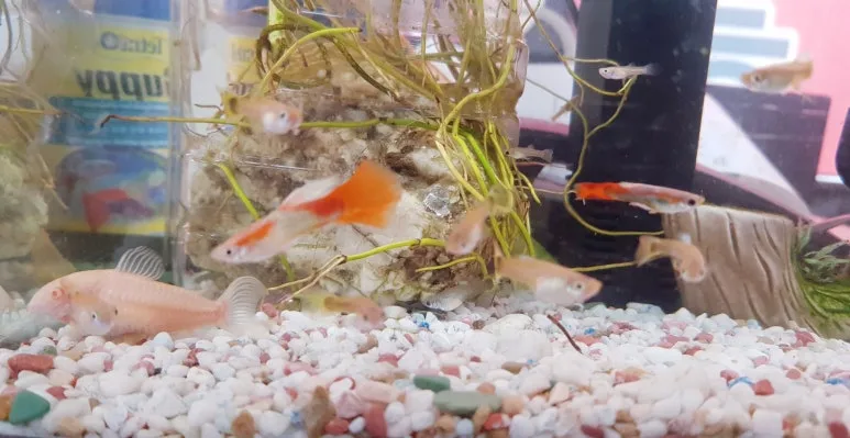 SE-bf57fdf3-70ae-4aaf-a3a2-8a2b9008584e.jpg?type=w773