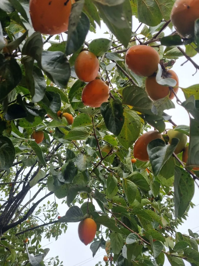 KakaoTalk_20251006_180138678.jpg?type=w773