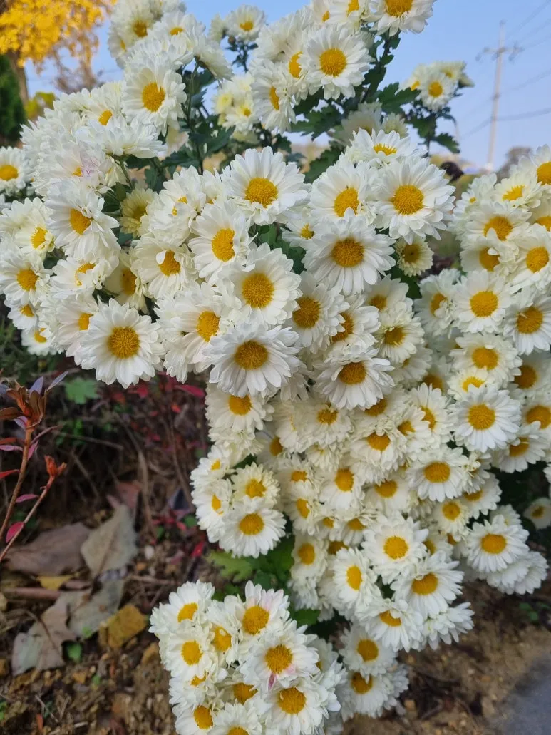 KakaoTalk_20251117_101737079.jpg?type=w773