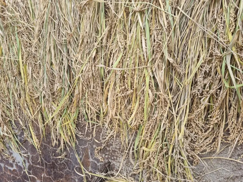 KakaoTalk_20251026_154036170.jpg?type=w773