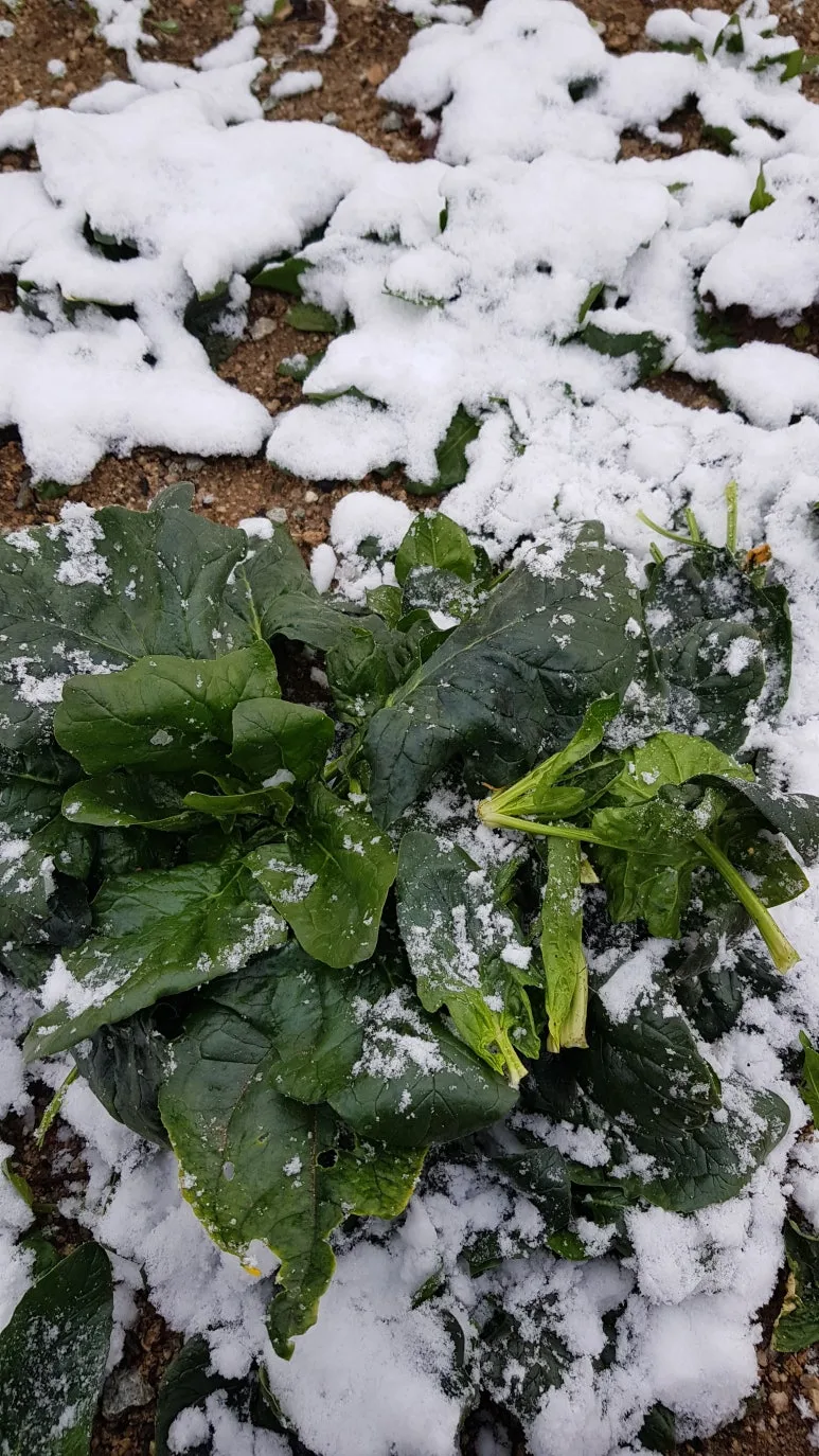 KakaoTalk_20231217_151508453.jpg?type=w773