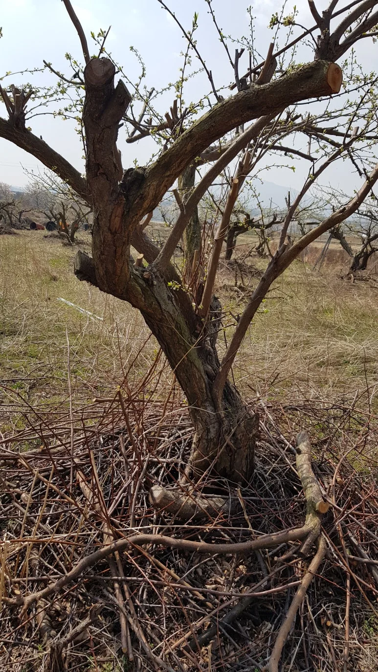 KakaoTalk_20250412_105137411.jpg?type=w773