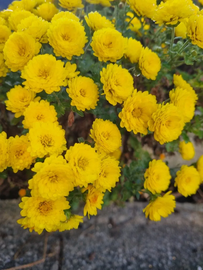 KakaoTalk_20251101_095501211.jpg?type=w773